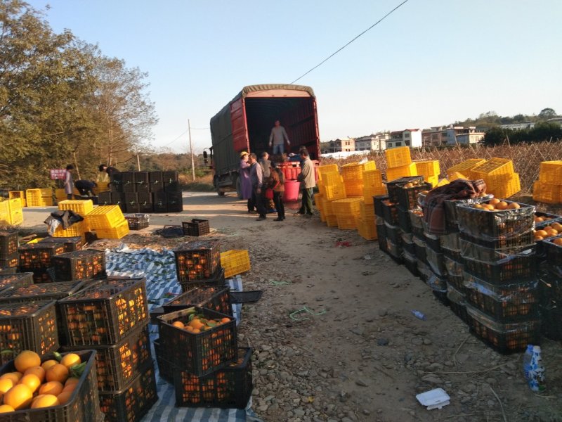 细荷尔脐橙大量上市中货源充足价格美丽欢迎来电咨询