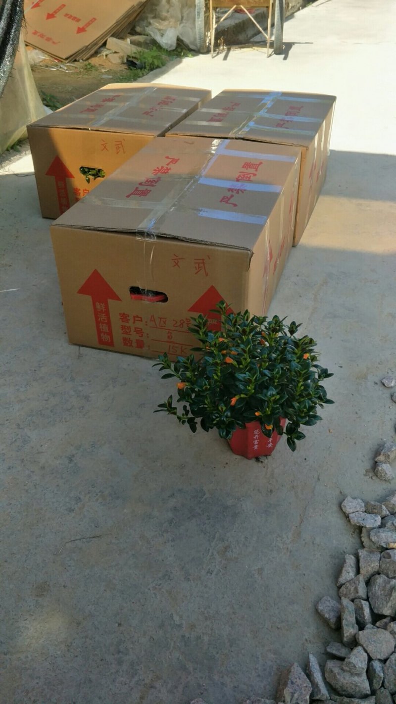 金鱼吊兰金鱼草八角杯金鱼基地批发直销代理