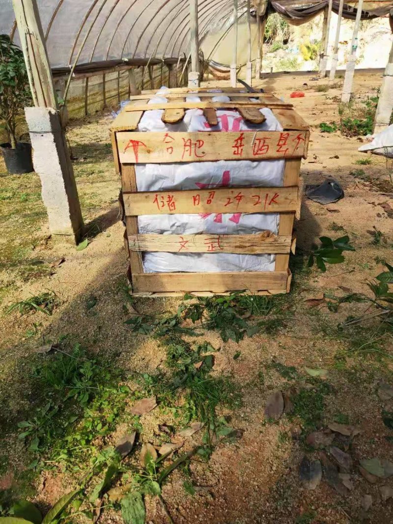 金鱼吊兰金鱼草八角杯金鱼基地批发直销代理