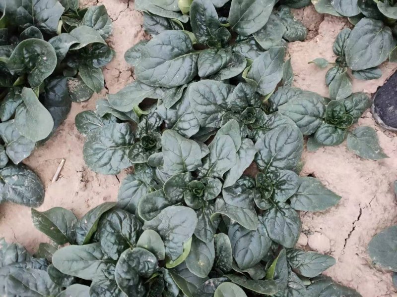 河南杞县通许趴地黑小圆叶菠菜大量上市，欢迎各位老板采购
