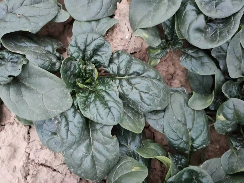 河南杞县通许趴地黑小圆叶菠菜大量上市，欢迎各位老板采购