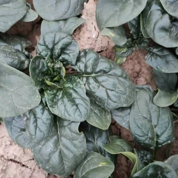河南杞县通许趴地黑小圆叶菠菜大量上市，欢迎各位老板采购