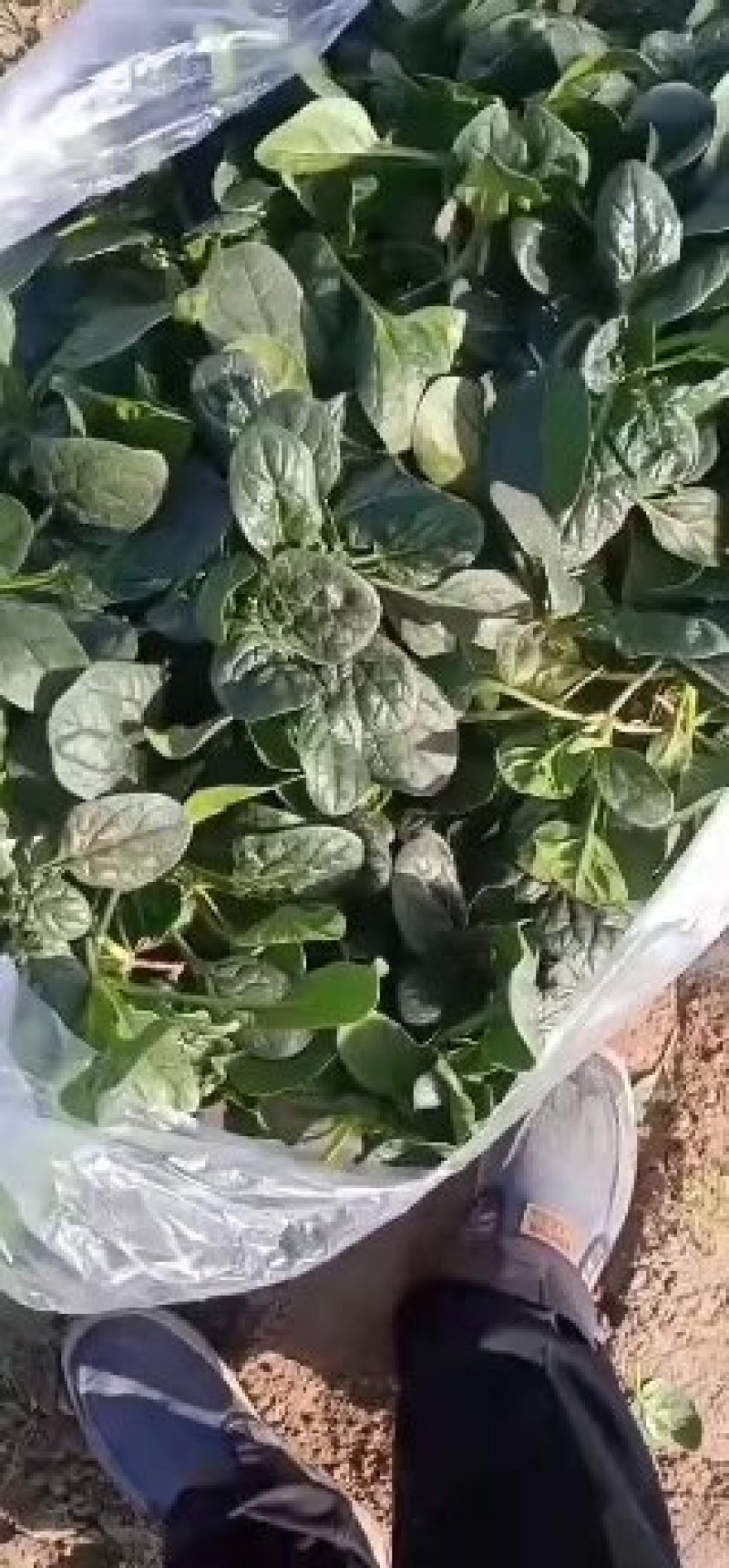 河南杞县通许趴地黑小圆叶菠菜大量上市，欢迎各位老板采购