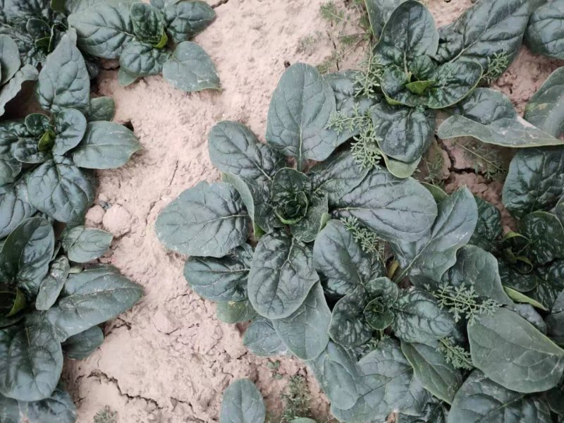 河南杞县通许趴地黑小圆叶菠菜大量上市，欢迎各位老板采购