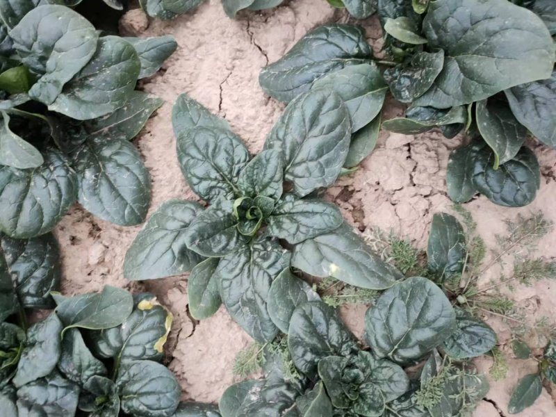 河南杞县通许趴地黑小圆叶菠菜大量上市，欢迎各位老板采购