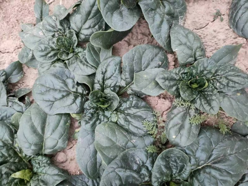 河南杞县通许趴地黑小圆叶菠菜大量上市，欢迎各位老板采购