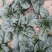 河南杞县通许趴地黑小圆叶菠菜大量上市，欢迎各位老板采购