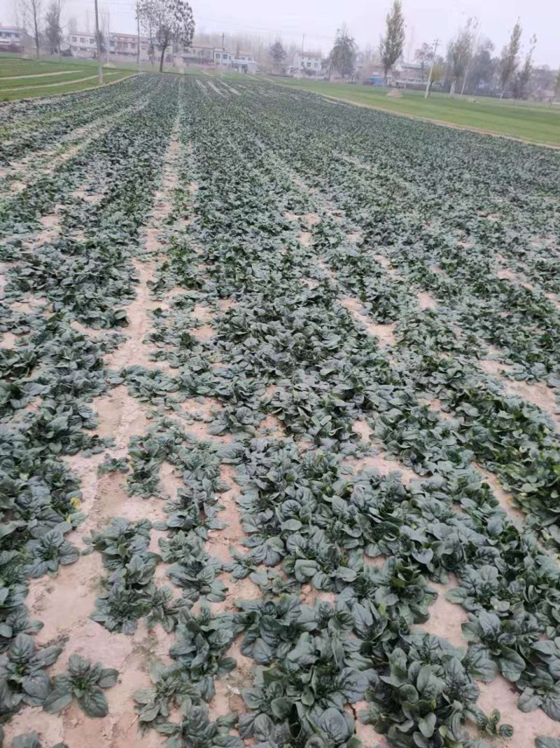 河南杞县通许趴地黑小圆叶菠菜大量上市，欢迎各位老板采购