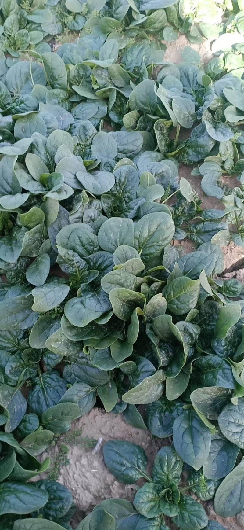 河南杞县通许趴地黑小圆叶菠菜大量上市，欢迎各位老板采购