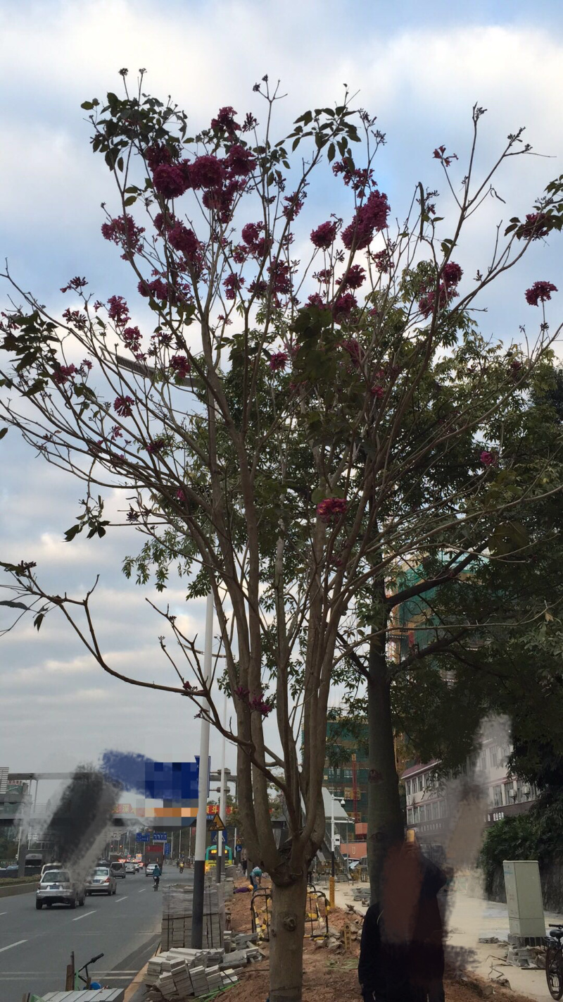 紫花风铃木苗多花紫花绣球多花风铃苗
