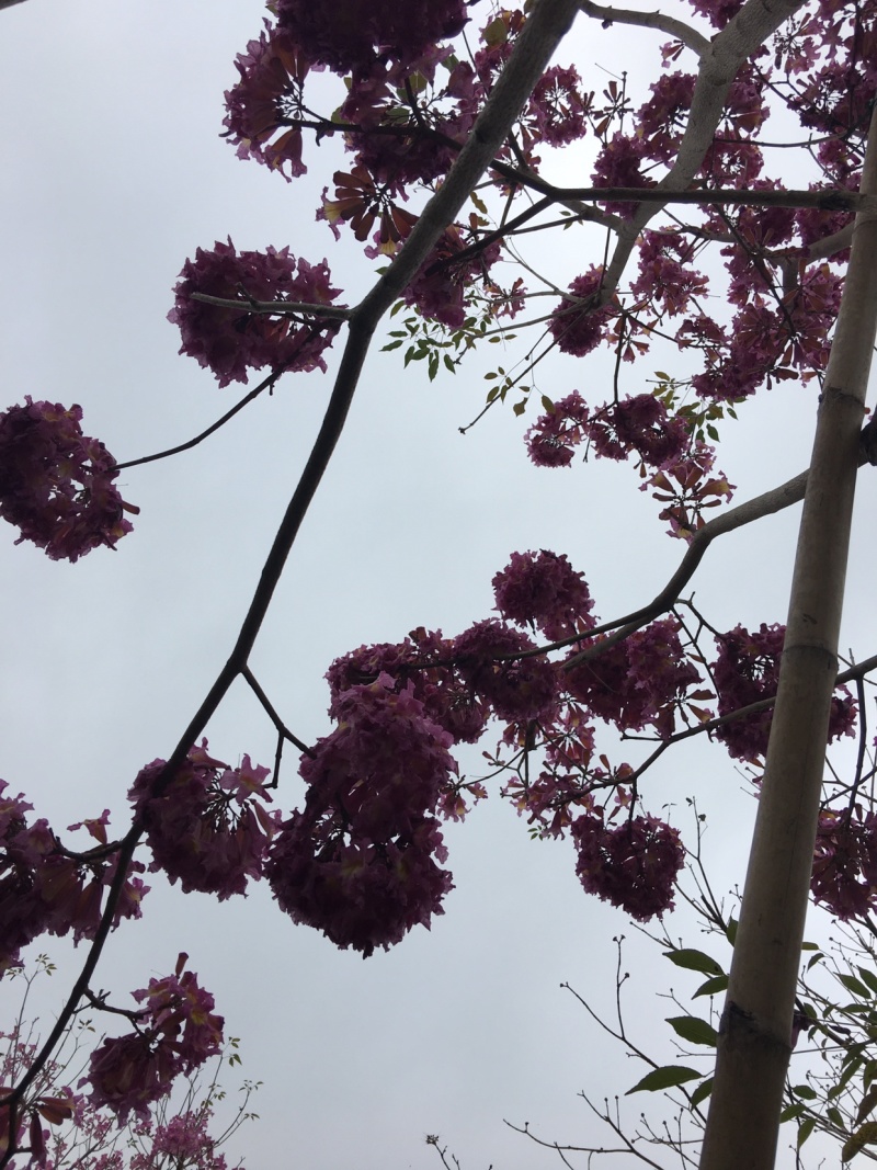 紫花风铃木苗多花紫花绣球多花风铃苗