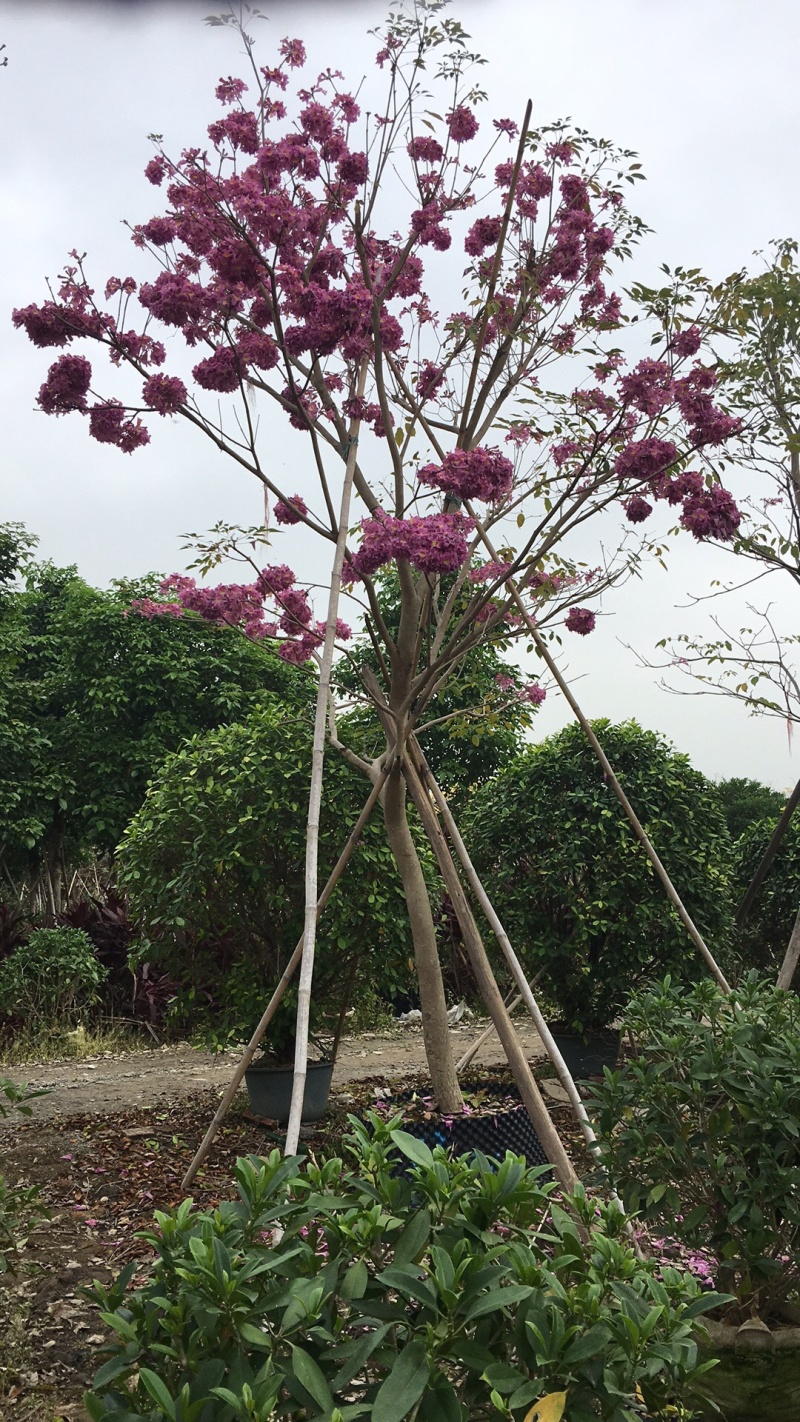 紫花风铃木苗多花紫花绣球多花风铃苗