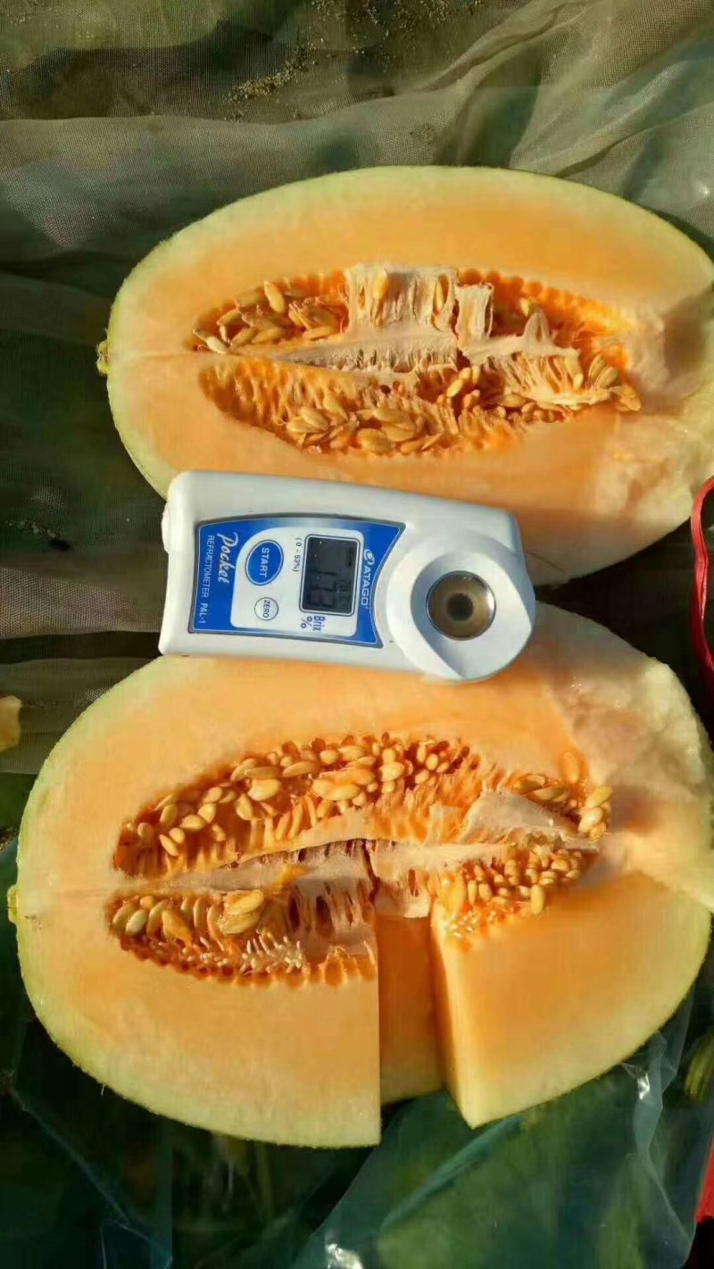海南25号西州蜜哈密瓜精品