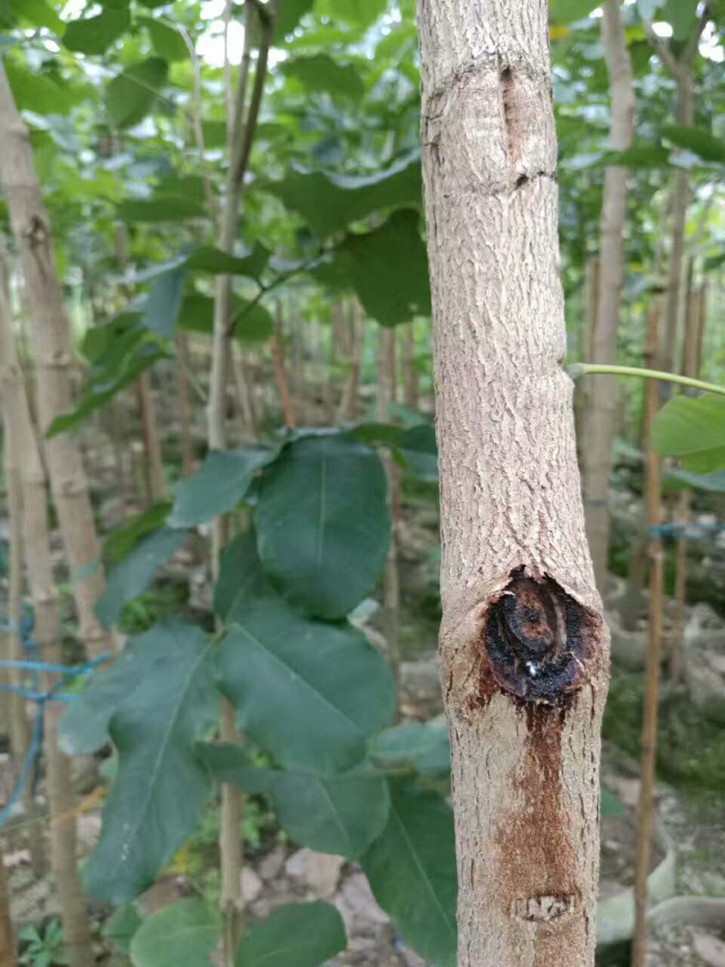 檀香紫檀小叶紫檀印度紫檀