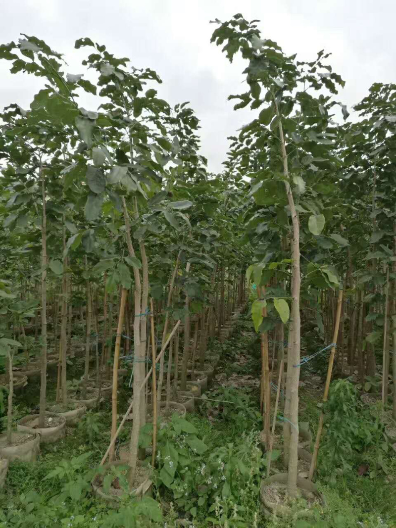 檀香紫檀小叶紫檀印度紫檀
