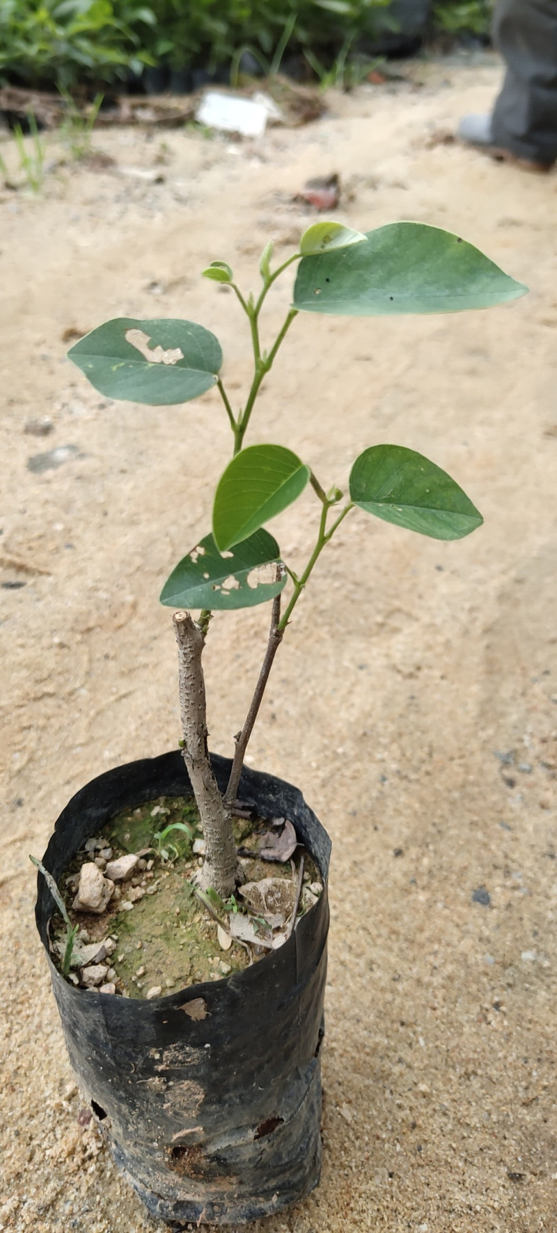 檀香紫檀小叶紫檀印度紫檀