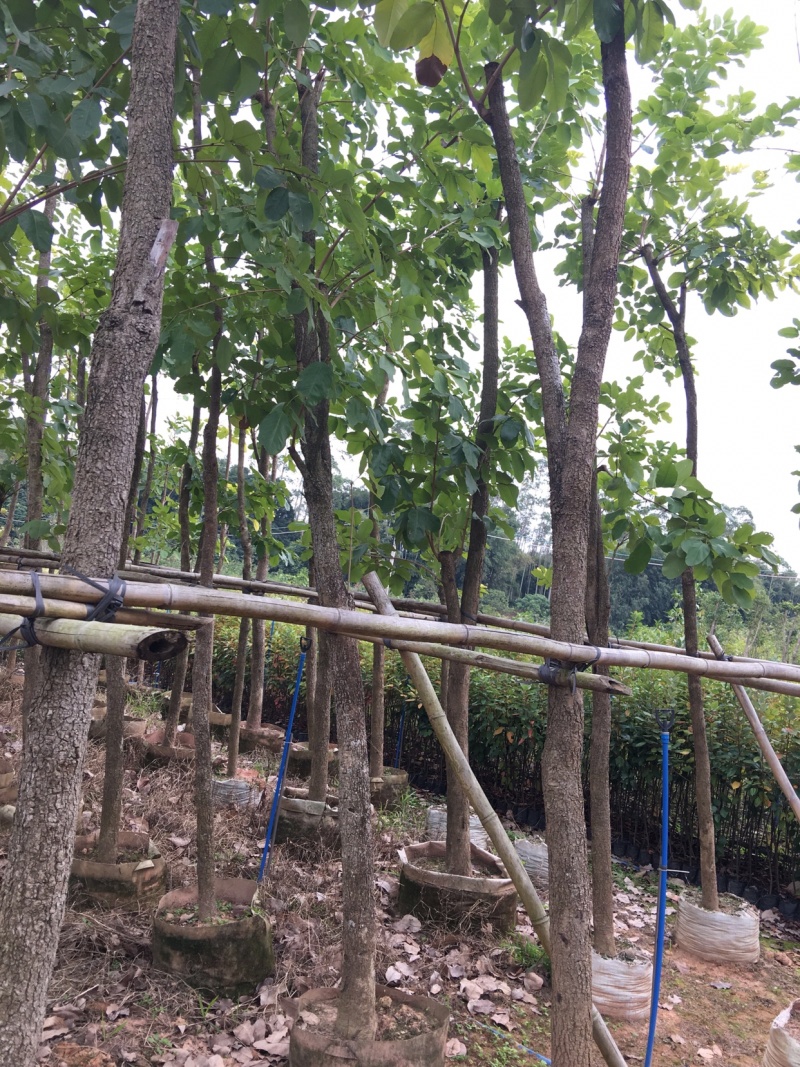 檀香紫檀小叶紫檀印度紫檀