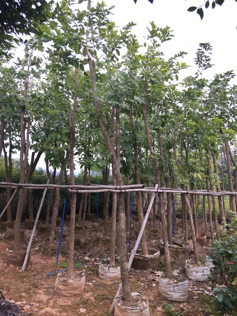 檀香紫檀小叶紫檀印度紫檀