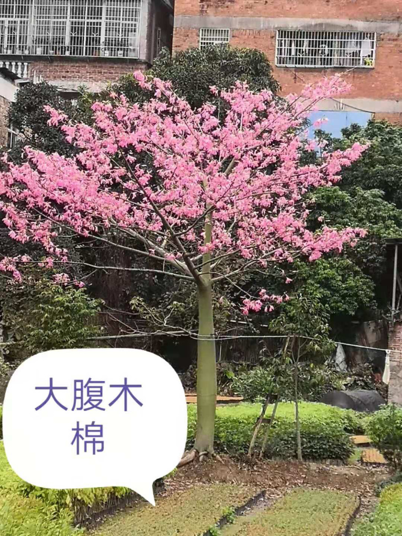 檀香紫檀小叶紫檀印度紫檀