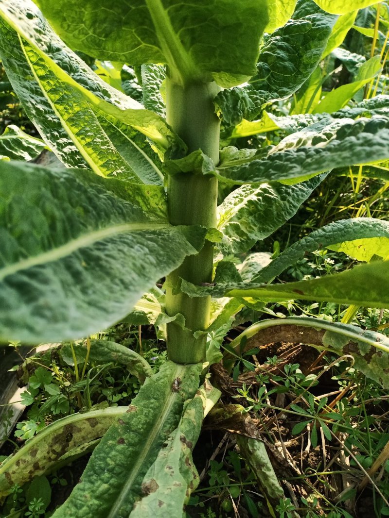 蔬菜