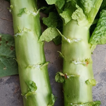蔬菜