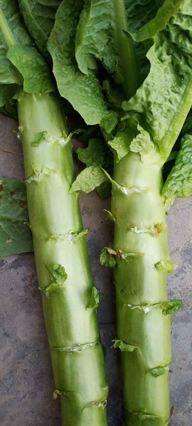 蔬菜