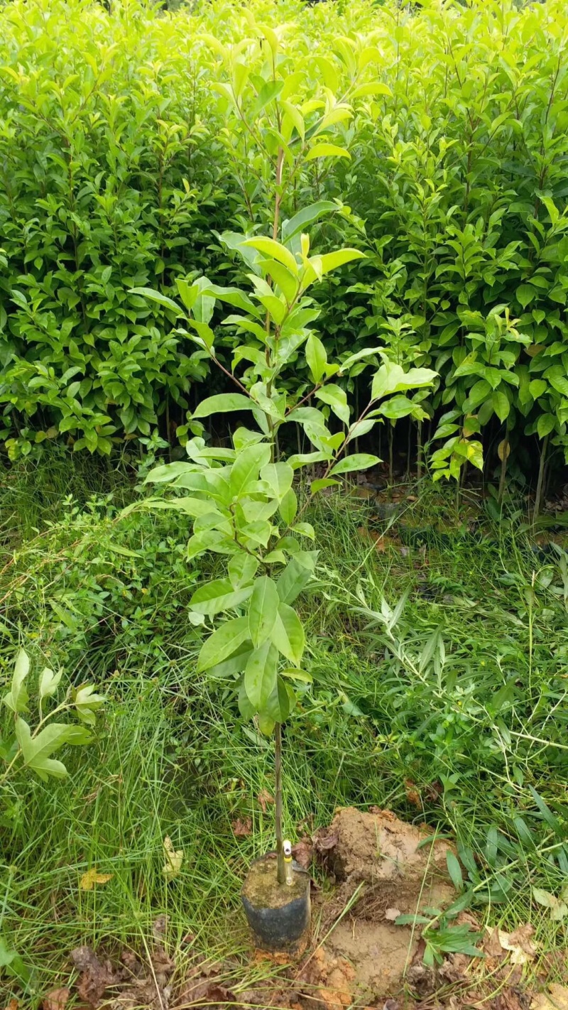 海南黄花梨树苗黄花梨手串