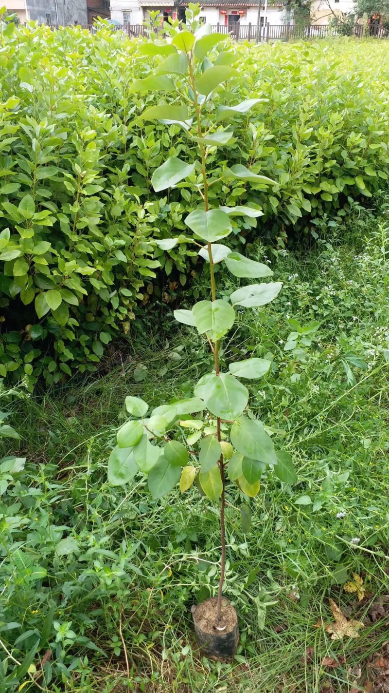 海南黄花梨树苗黄花梨手串