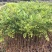 海南黄花梨树苗黄花梨手串