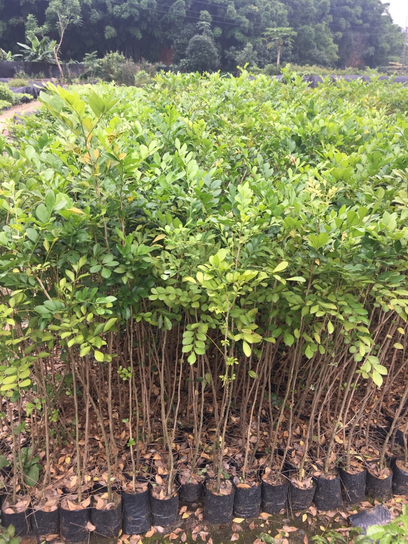 海南黄花梨树苗黄花梨手串