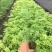海南黄花梨树苗黄花梨手串
