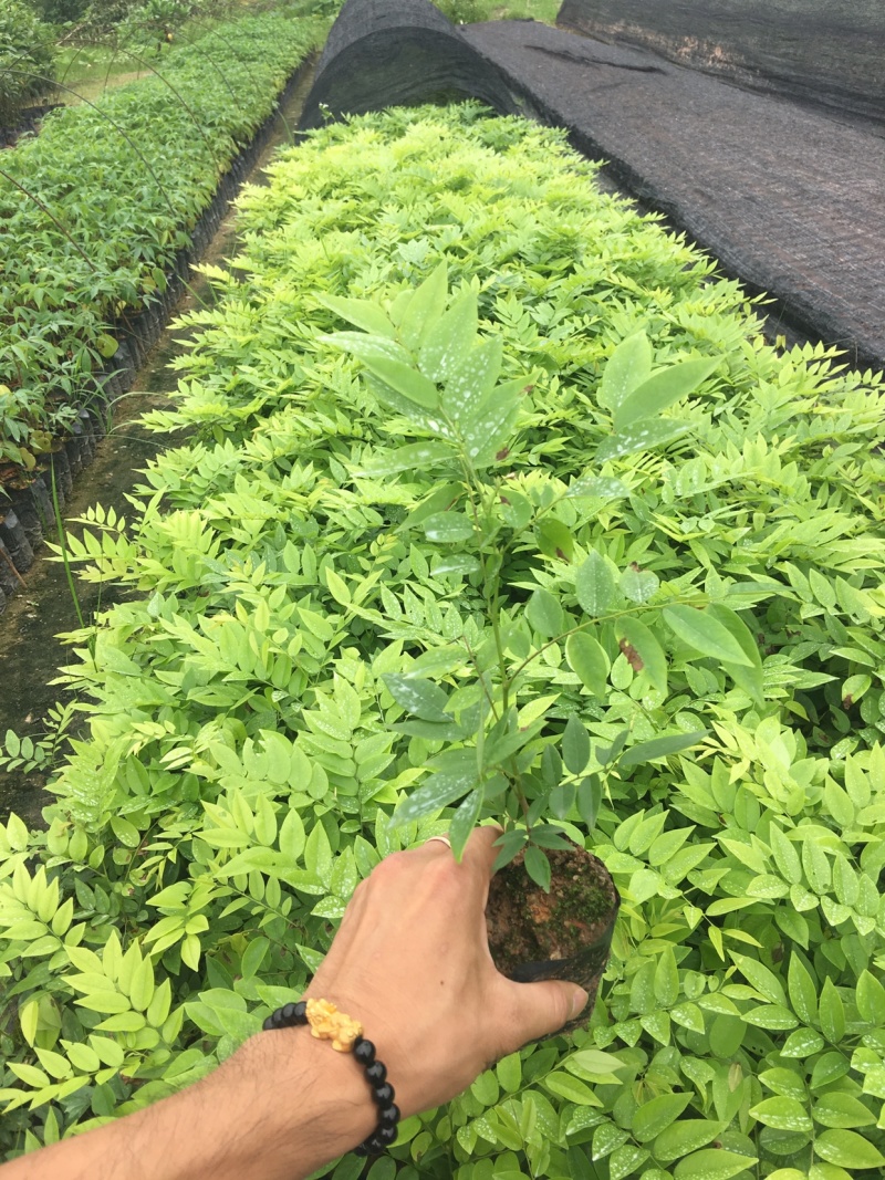海南黄花梨树苗黄花梨手串