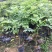 海南黄花梨树苗黄花梨手串