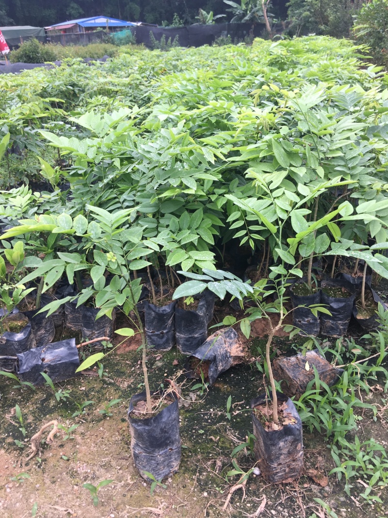 海南黄花梨树苗黄花梨手串