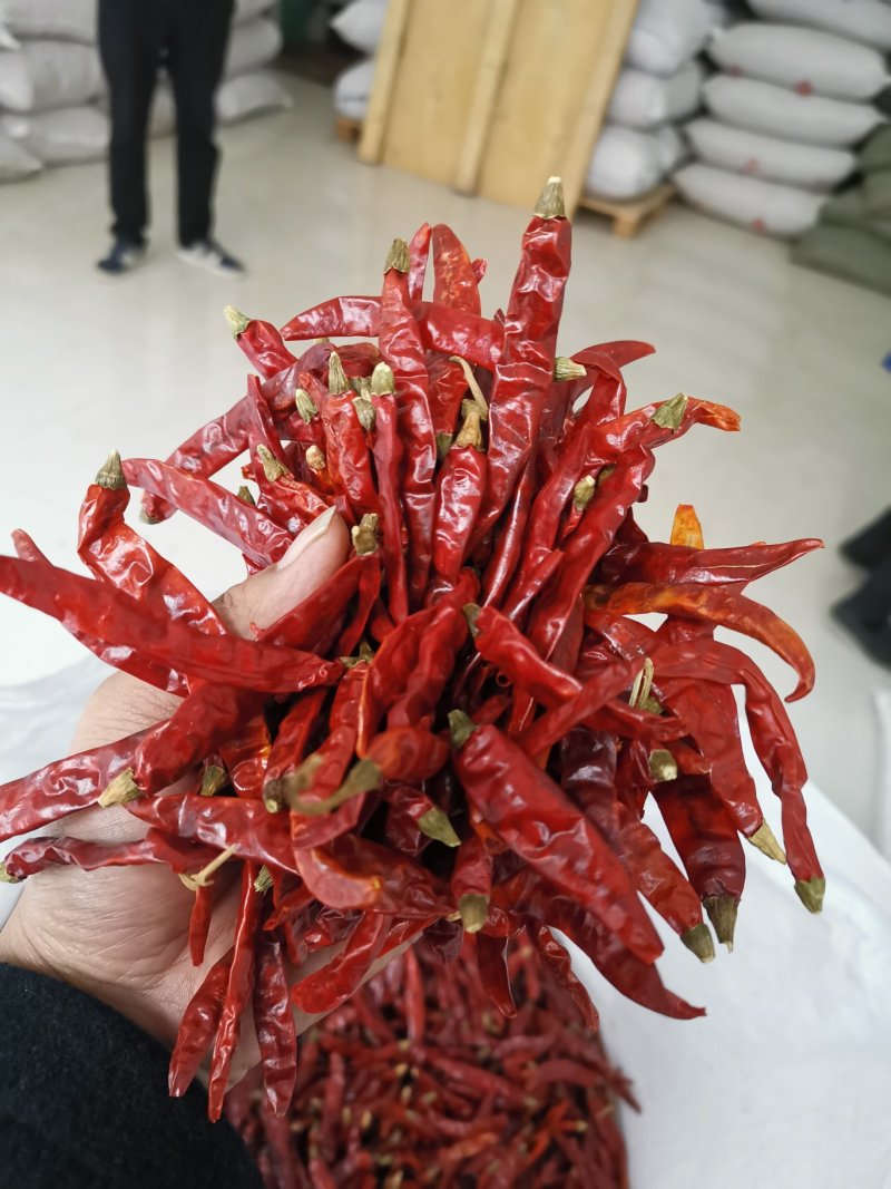 印度魔鬼椒