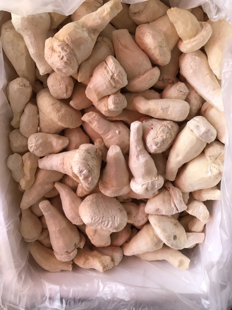 老人头菇云南土特产产地批发野生老人头菌冰鲜冻货