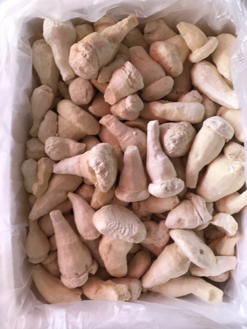 老人头菇云南土特产产地批发野生老人头菌冰鲜冻货