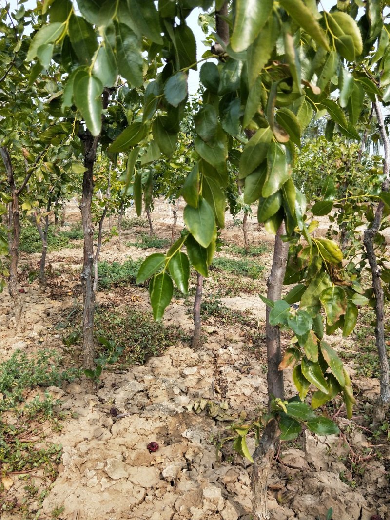 枣树苗冬枣树苗1-8公分冬枣苗冬枣苗山东