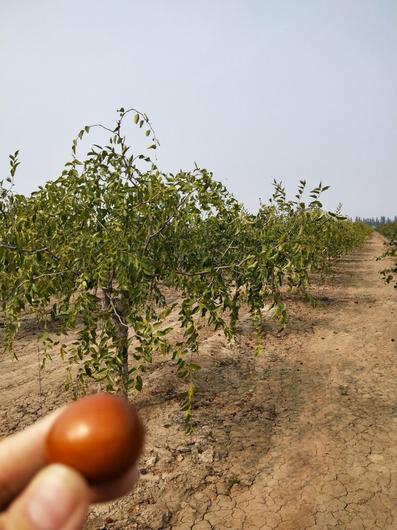 枣树苗冬枣树苗1-8公分冬枣苗冬枣苗山东