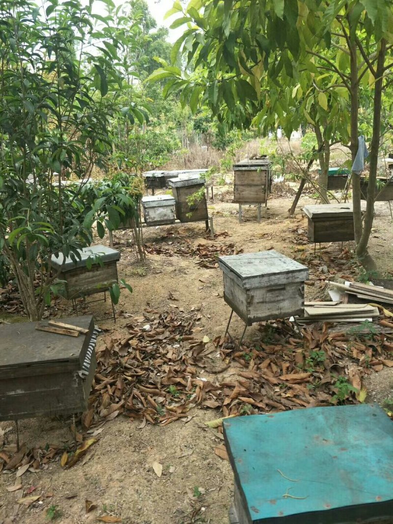 有好货蜂蜜冬蜜光泽透明香气宜人滋味甜润口感细腻