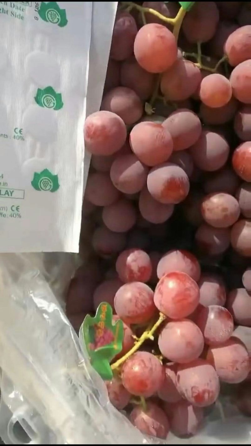 河北省张家口市涿鹿县精品红提颜色好看颗粒大