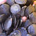 紫藤种子，紫藤花种子，爬滕植物种子，保质保量，量大价优