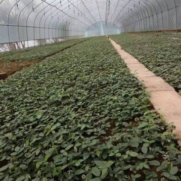 山豆根种苗