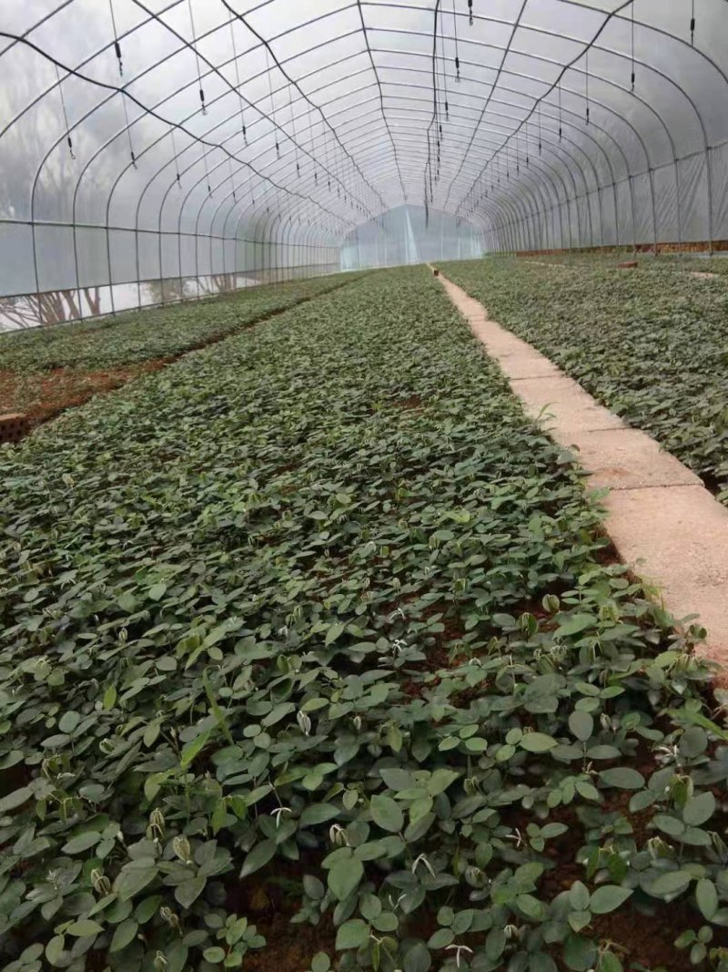 山豆根种苗