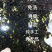广东南澳岛农村人精心制作，本港头水紫菜二遍紫菜欢迎订购
