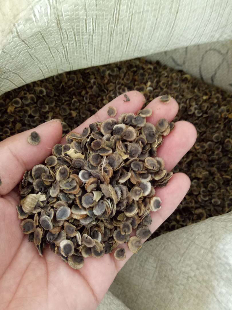 蜀葵种子，蜀葵花种子