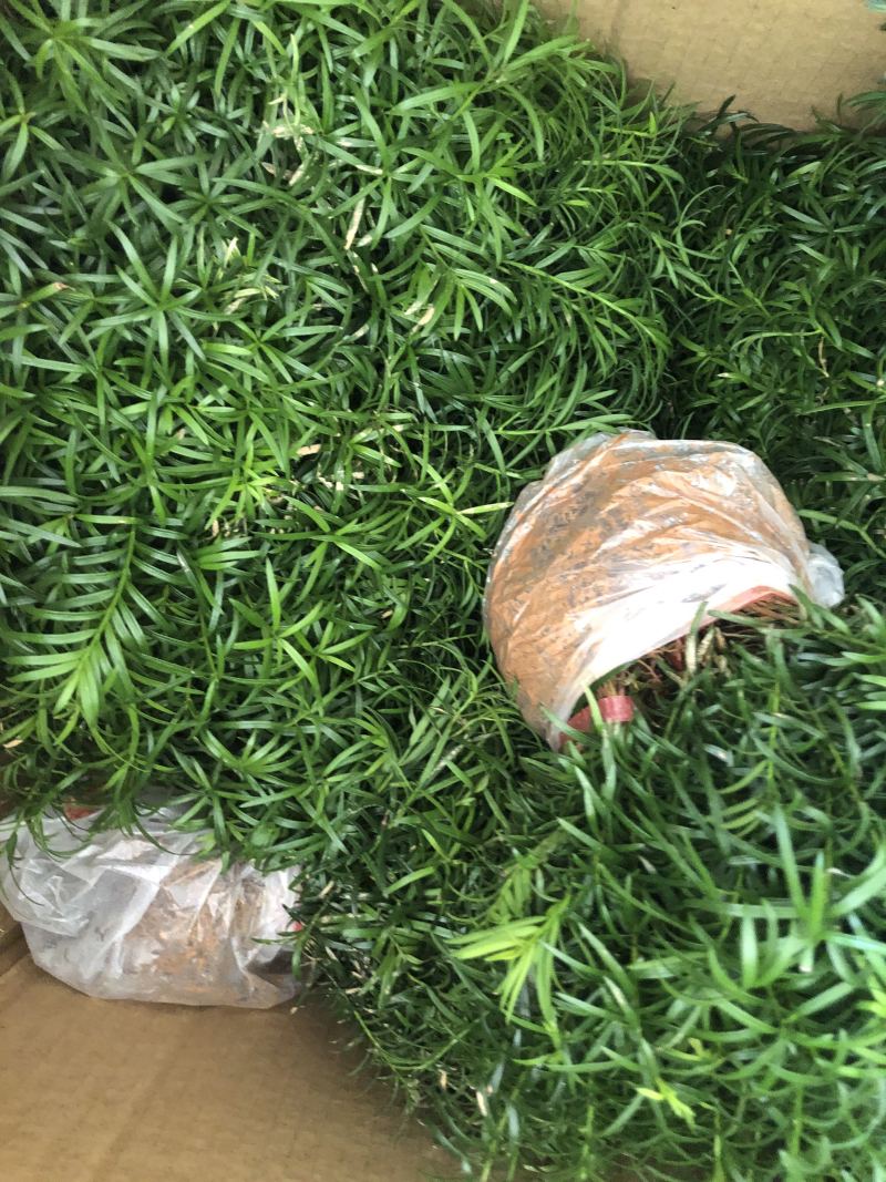 罗汉松种子，造型树罗汉松种子，园林绿化种子批发