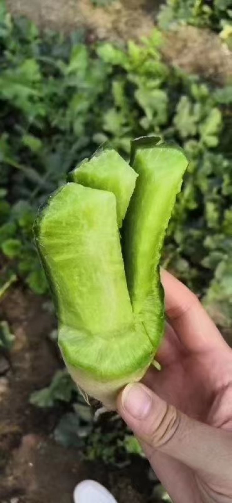 潍县水果萝卜