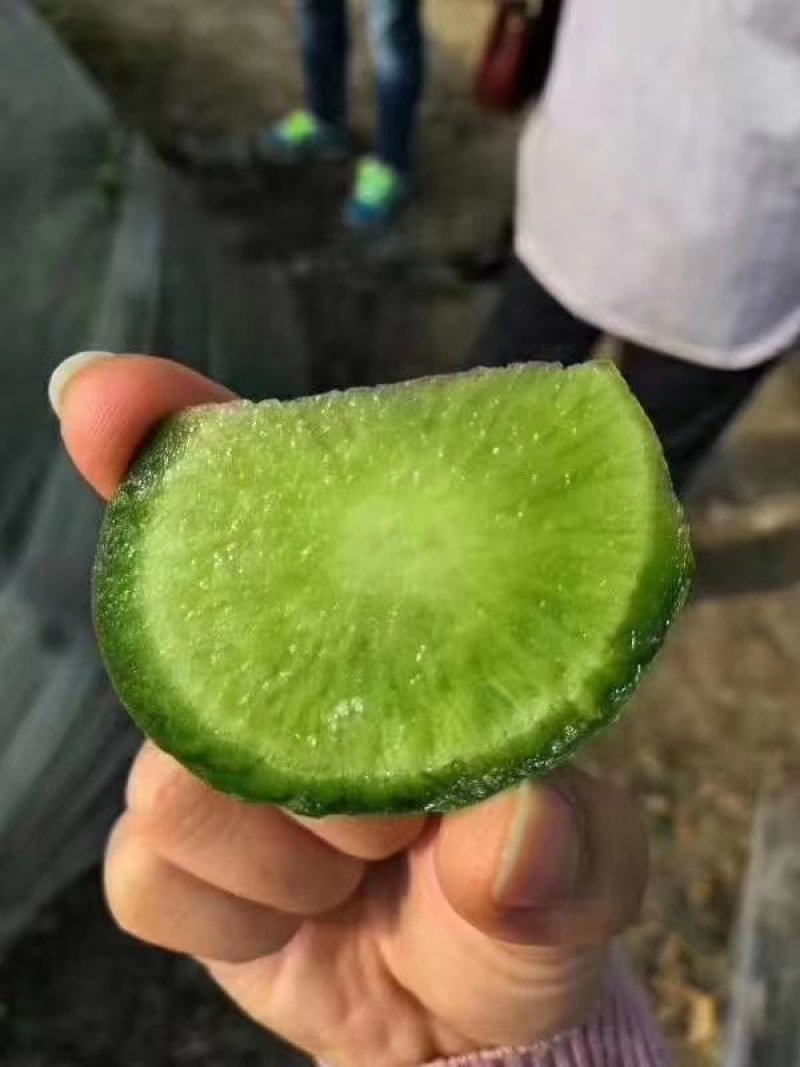 潍县水果萝卜