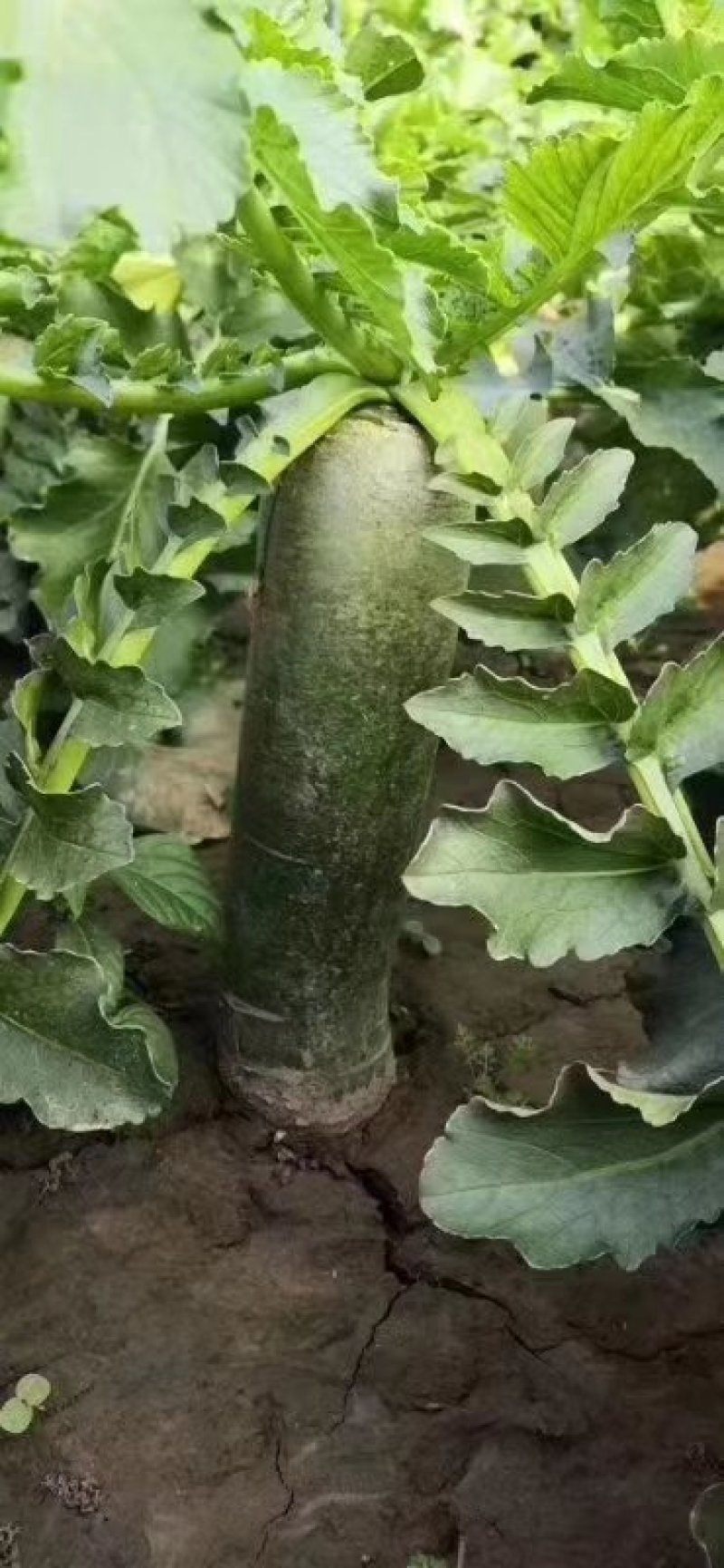 潍县水果萝卜